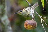 Macleay's Honeyeater